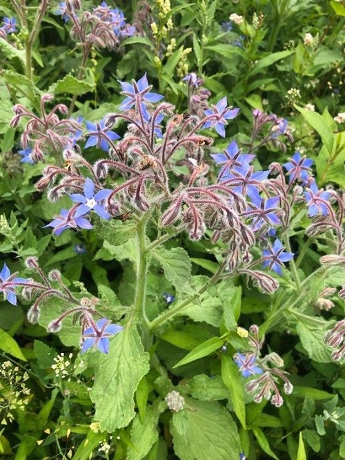 borage Best Strawberry Companion Plants