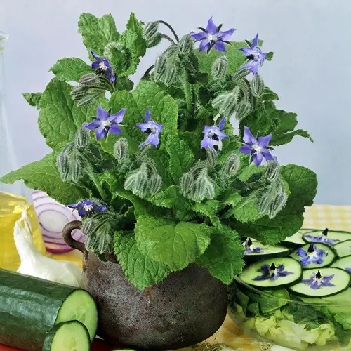 Rosemary Companion Plants borage