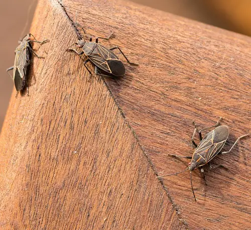 Tiny Bugs In House Near Windows 