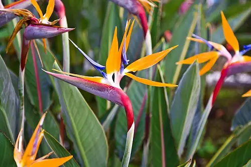 Amazing Beautiful Blue and Orange Flowers