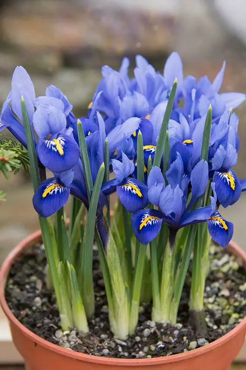 best Gorgeous Purple and Blue Flowers
