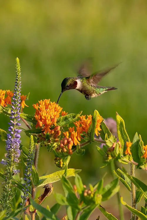 Flora in Florida That Draw Hummingbirds