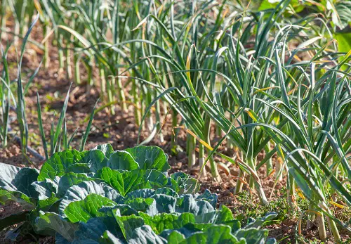 Best Garlic Companion Plants cabbage 