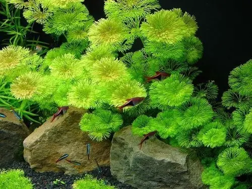 fanwort Plants for a Koi Pond 