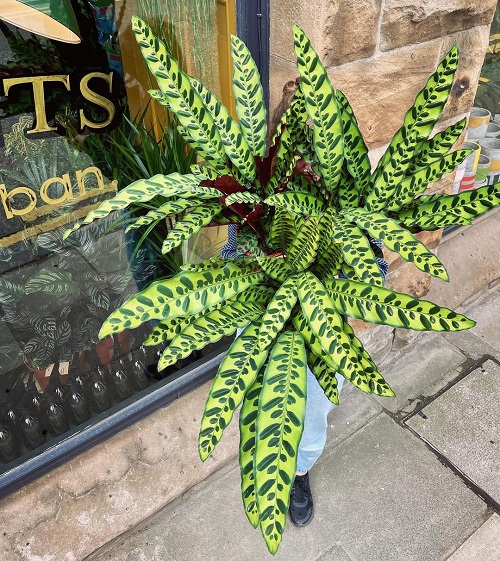 beautiful Plants that Look Like a Work of Art