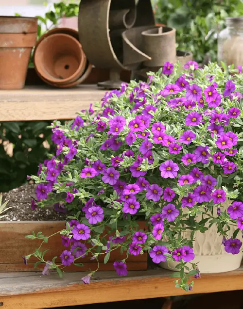 lovely Beautiful Blue and Orange Flowers