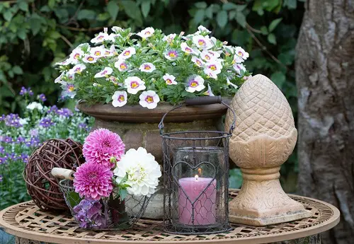  Spiller Filler Thriller Plants for Your Garden
