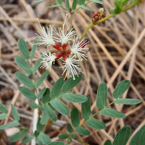 Top Calliandra Plant Varieties