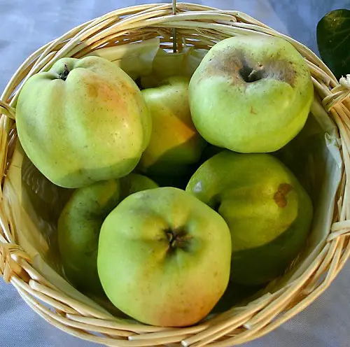 Different Types of Green Apple Varieties