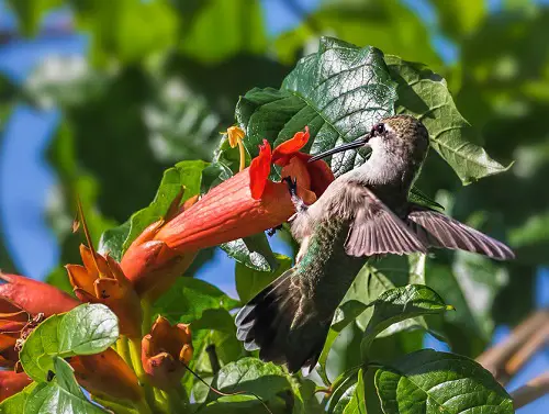 beautiful Flora in Florida That Draw Hummingbirds