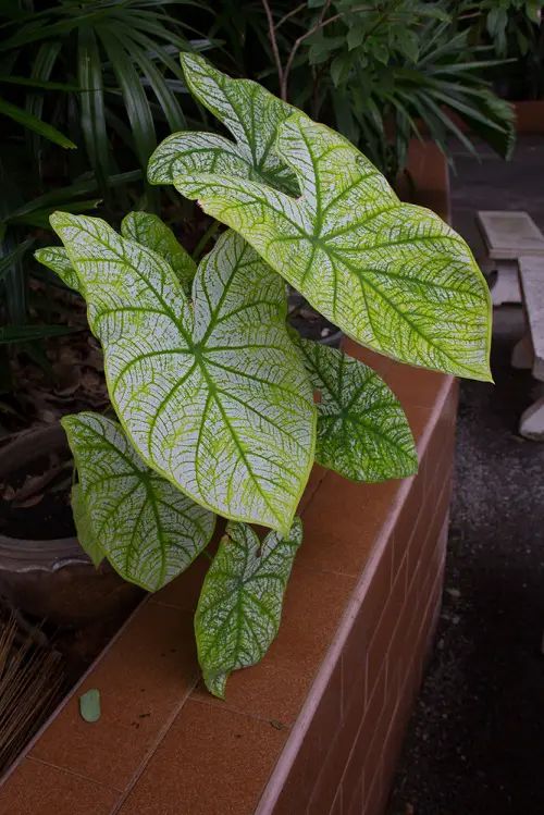 top most Thriller Plants for Your Garden