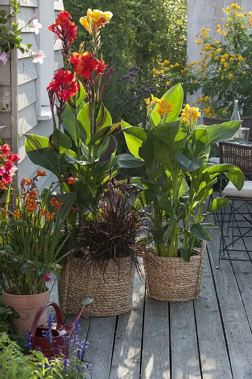 Best Spiller Filler Thriller Plants 