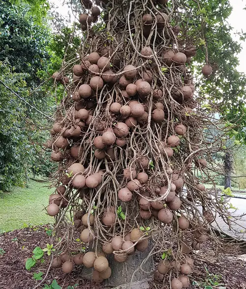 Most Strangest Fruits in the world