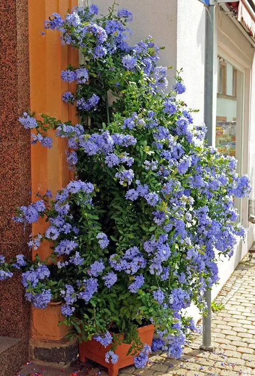 Greatest Climbers and Vines for the Patio and Balcony