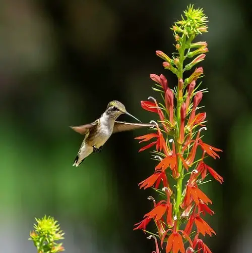 best  Plants That Attract Hummingbirds in Florida 4