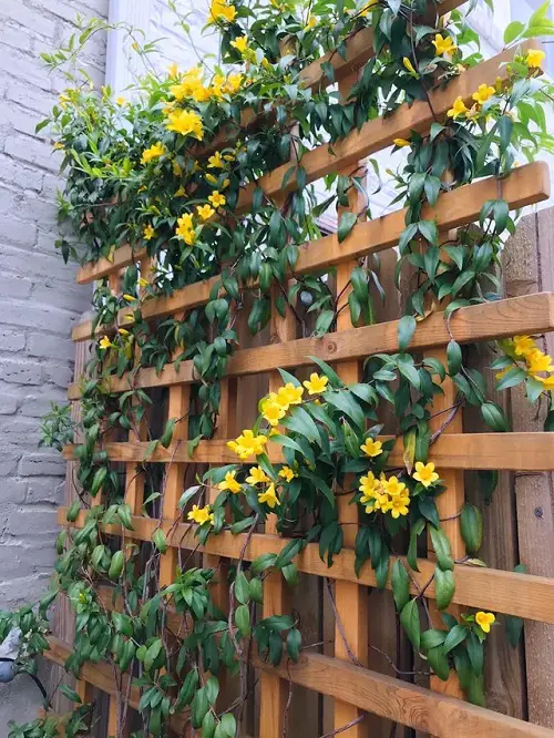 Drought Tolerant Vines trellis