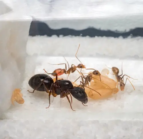  Tiny Bugs in House Near Windows You Need to Look Out For