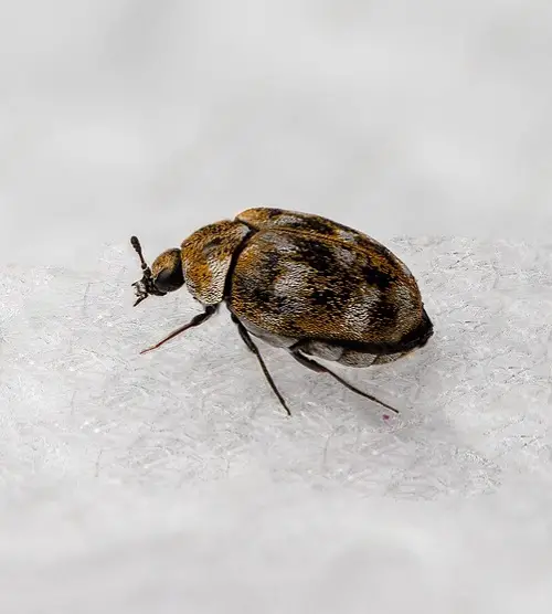 best Tiny Bugs In House Near Windows 19