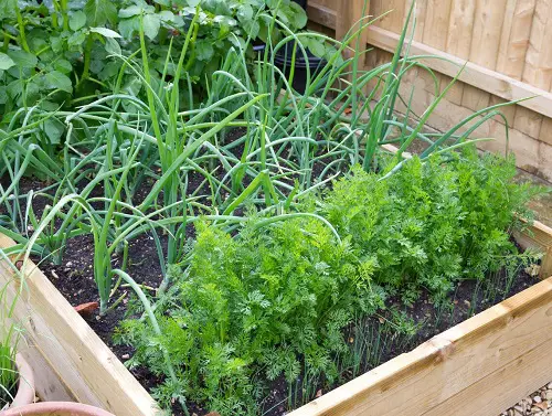 Vegetables That Don't Go Well Together