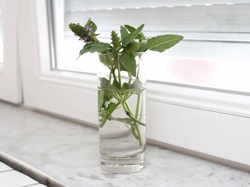 Herbs that Produce a Glass of Water and One Cutting
