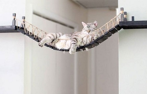 Cat Rope Bridge