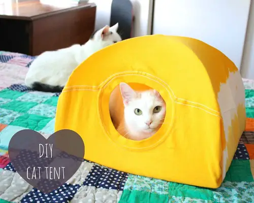 Cat Tent in room