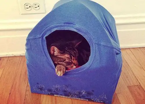 best Cat Tent