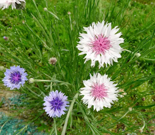 Top Blue and Pink Flowers