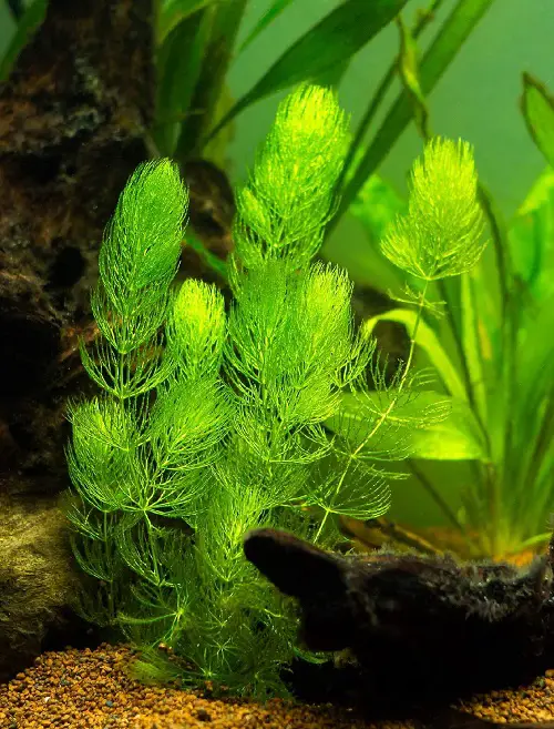 coontail Plants for a Koi Pond