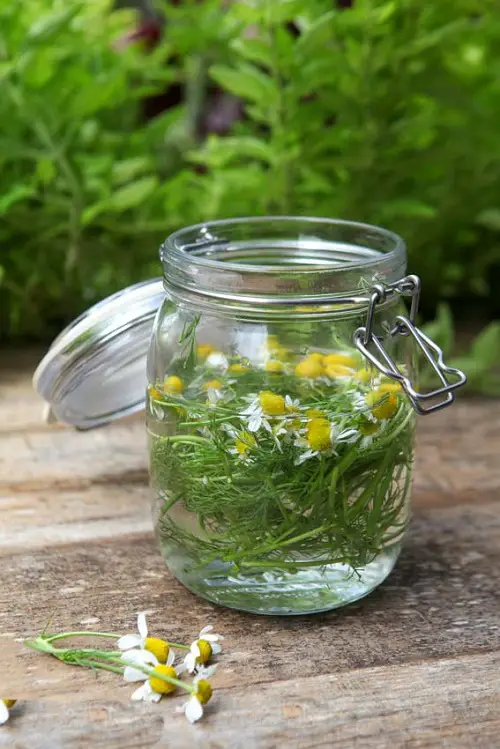 Chamomile Tea Fungicide