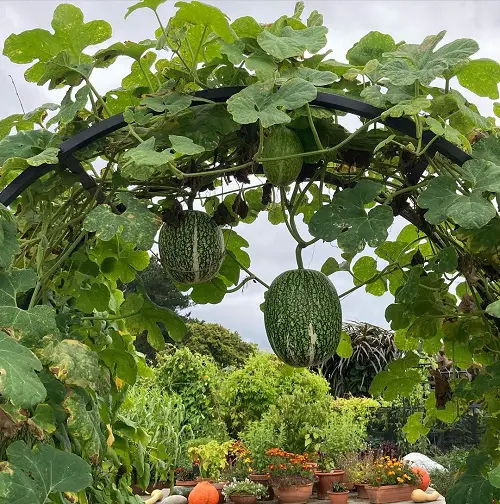 Requirements for Growing Chilacayote Squash