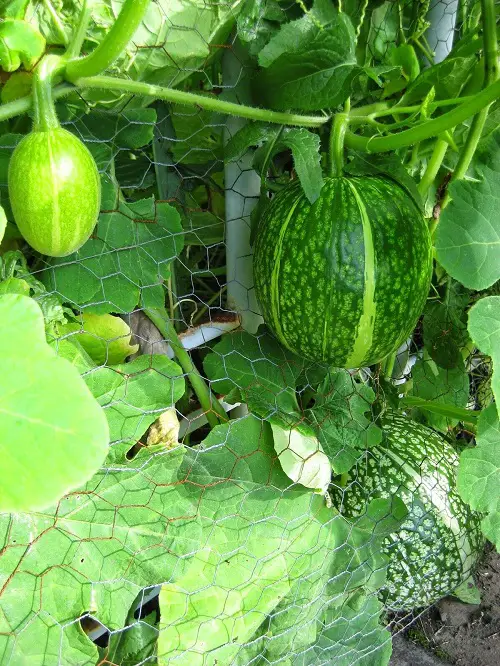 Chilacayote Squash Information