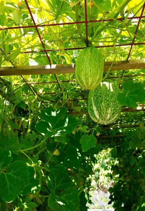 Chilacayote Squash Care