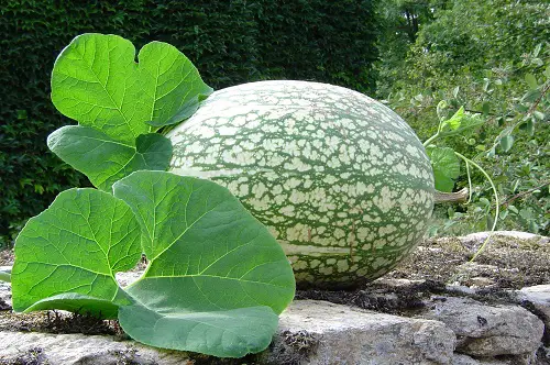 How to Grow Chilacayote Squash