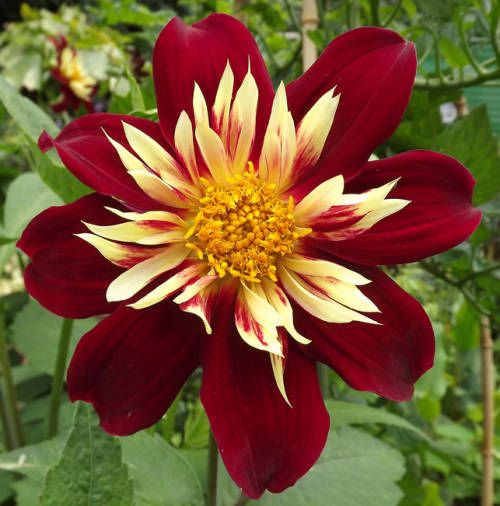 best Gorgeous Red Dahlia Varieties for a Landscape
