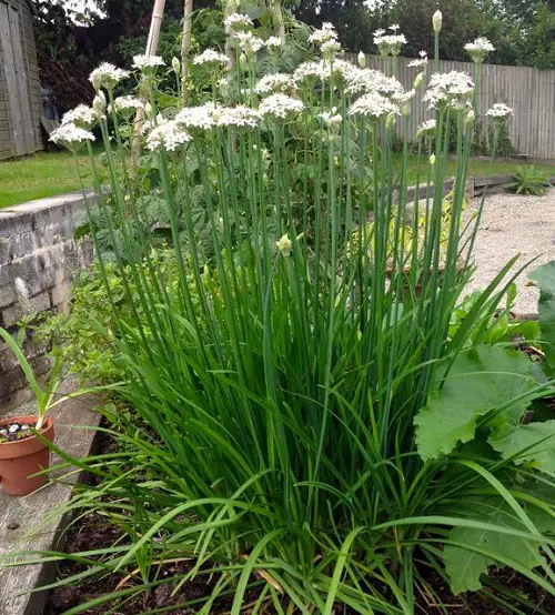 Herbs that Like Full Sun and Heat3