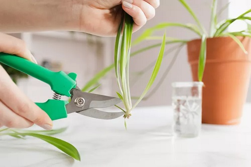 top best Houseplants You Can Grow from Cuttings in November
