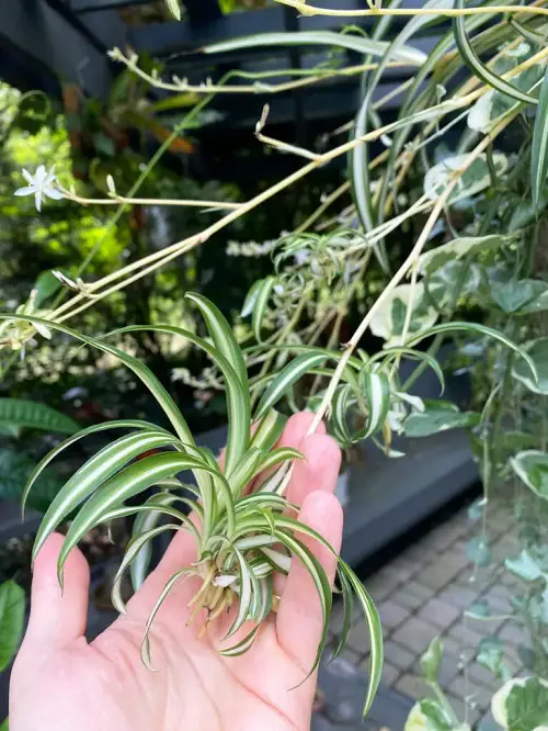 How to Grow Spider Plant Outdoors