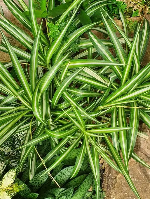 Spider Plant Care Outdoors