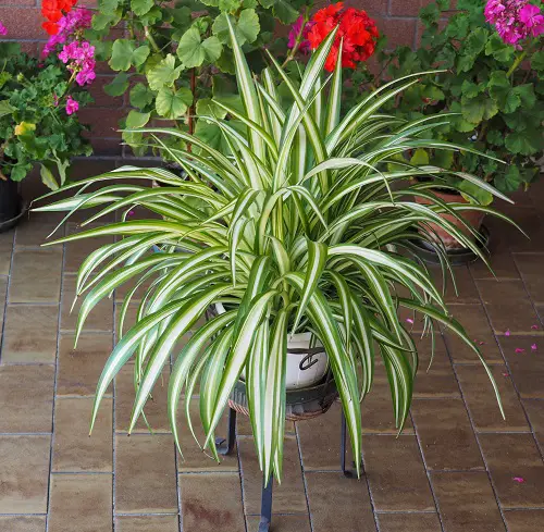Best Spiller Filler Thriller Plants for Your Home garden