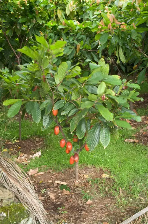 Shade-Growing Fruits