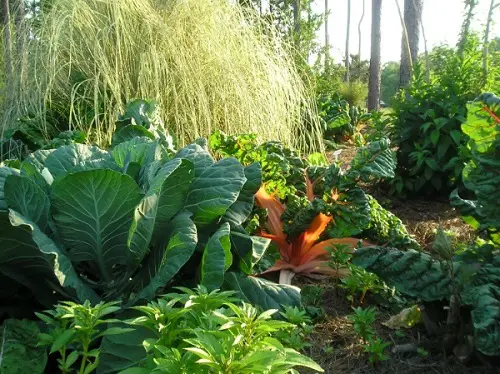 Choose Hardy Tropical Plants
