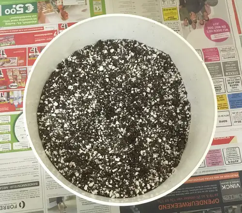 Grow Bigger Basil Leaves top tips