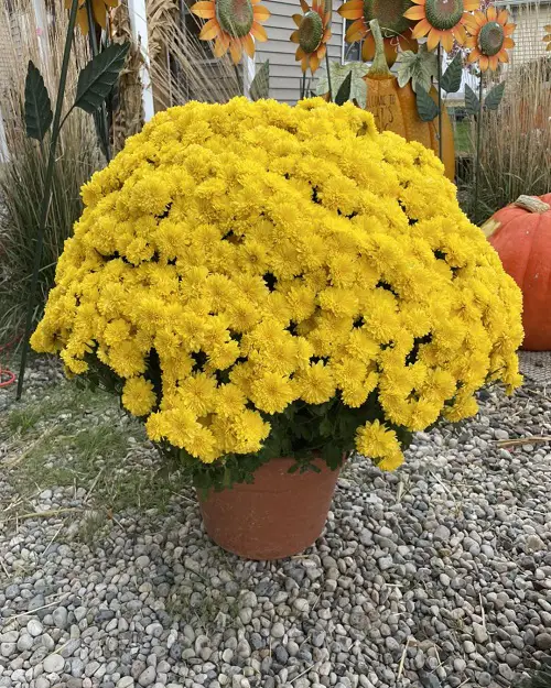 beautiful Garden Flowers: Yellow Flower Types