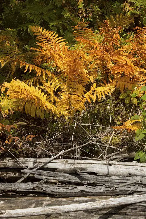 Vibrant Ferns You Should Plant in Your Garden