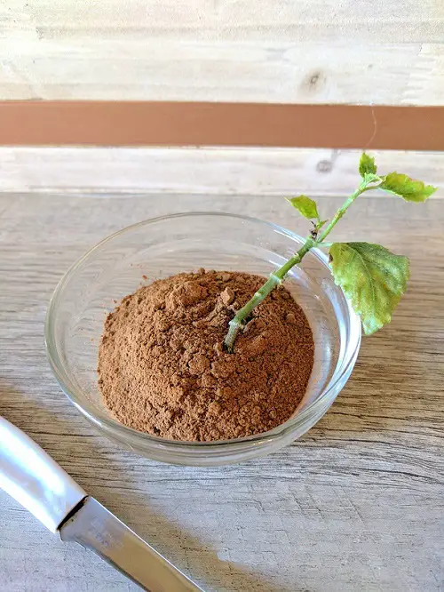 As a Rooting Hormone