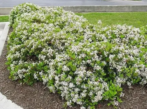 Best varieties of Indian Hawthorn 4