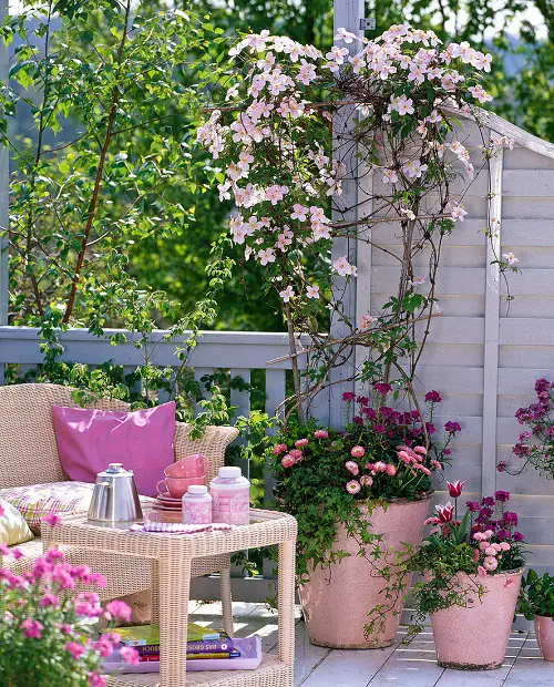 top Stunning Climbers and Vines for the Patio and Balcony
