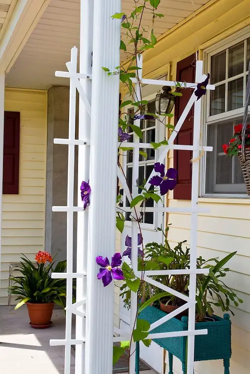 Best Plants for Curb Appeal