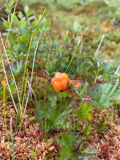 Types of Wild Berries eatable